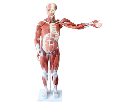 Medical Science Manikin 80CM Human Male Muscle Model with 27 Parts Includes Internal Organs for Training & Anatomical Study