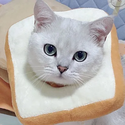 Wholesale Small Size Cute Toast Elizabeth Collar Dogs Breathable Anti-scratch Anti-Lick Pet Collar Soft Animal Outdoor Use