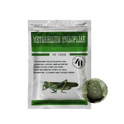 Agricultural Insecticide Microbial Agent Metarhizium Anisopliae 10 Billion Cfu/g for Sale