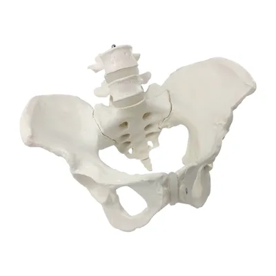 Customize Two Lumbar Vertebrae with Pelvic Nerve Attached Simulation Human Lumbar Vertebrae Teaching Demonstration Models