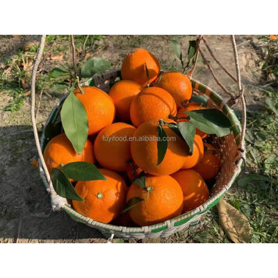 Juicy Fruit Fresh Fruit China Mandarin Orange Nan Feng HONG MEI REN Price