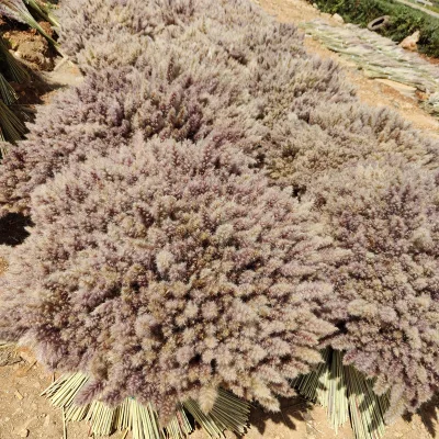 Rich Design Custom Package Colorful Dry Pampas Grass Large Fluffy Natural Wedding Decor Preserved Dried Flower Pampas Grass