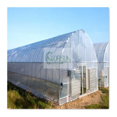 Agriculture Multi-span Galvanized Steel Frame Film Greenhouse for Vegetables Tomato