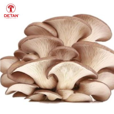 China Export Organic oyster Mushrooms Grey Fresh oyster Mushroom Price
