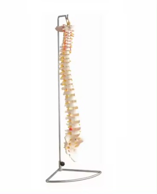 Life-Size Vertebral Column Human Spine Model Medical Skeleton Teaching Resource