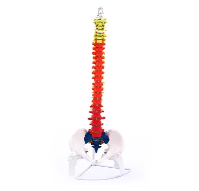85cm PVC Vertical Color Model of Spine with Pelvis and Half Leg Bone Medical Science Product