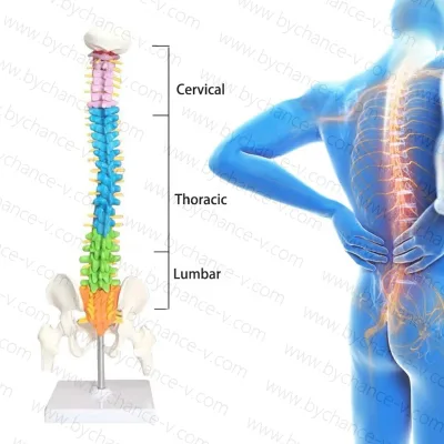 Orthopedic Medical Display Teaching Aids 45cm Colored Bendable Human Spine with Leg Bones Adult Skeleton Model