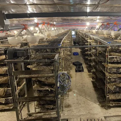 Huiju Brand Automatic 250-360 Quails Laying Cage Breeding Cage HJ-QC400A