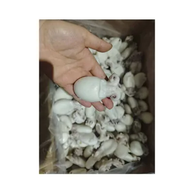 Baby Cuttlefish Adorable Octopus Product