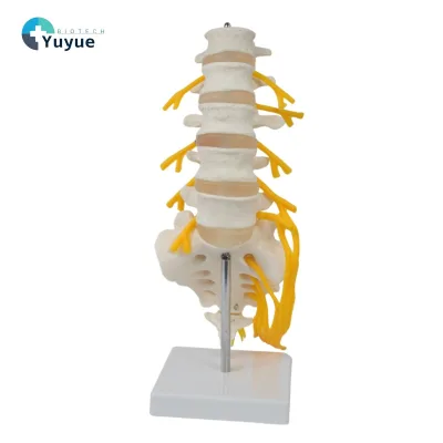 High Quality 5-Lumbar PVC Spine Model with Sacrum Cauda Equina Nerves for Medical Education in Hospitals Medical Universities