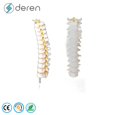 High Quality PVC Flexible Spine Model with Pelvis and Movable Femur Heads Life Size for Physiotherapy Demonstration