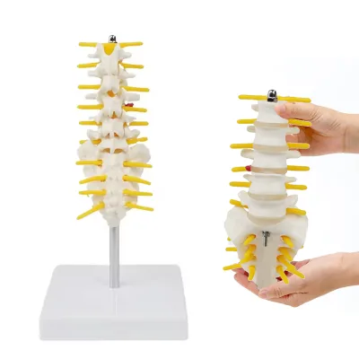 Five Medium-sized Lumbar Vertebrae and Sacral Models, Human Skeleton Model Teaching Model