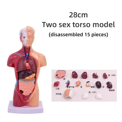 28cm 45cm 85cm Teaching Medicine Internal Organs Cardiac System Structure Trunk Human Anatomy Model Organs Removable