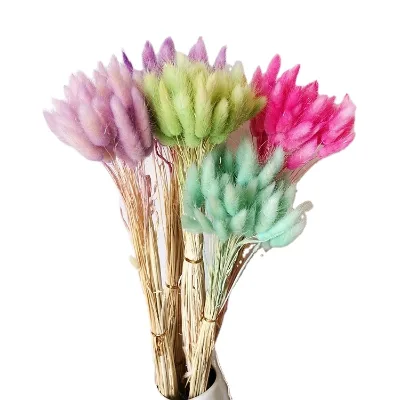 High Grade 50 Stems Dried Flowers Bunny Tail Preserved Lagurus Ovatus Dried Rabbit Tail Grass for Flower Arrangement Home Decor
