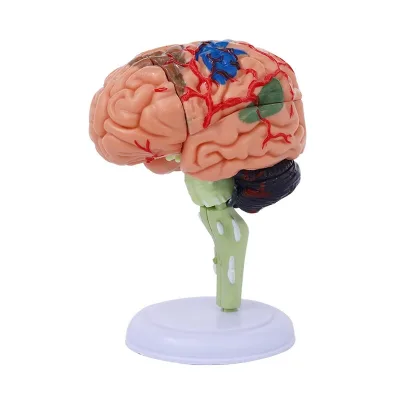 Small Size Detachable Human Brain Anatomical Model Toy with Removable Parts for Children Educational Tool for Medical Teaching