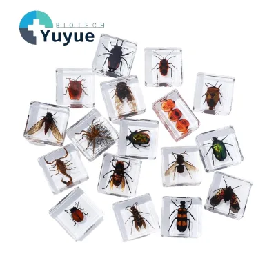 Real Insect Resin Embedded Specimen Blocks High Clear Resin Cube Biological Observation Teaching Ornament Craft