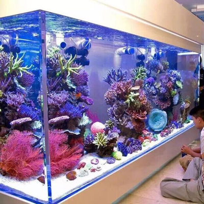 Aqurio Live Fish Aquarium clear Glass Aquarium Fish Live Artificial Aquarium Fish tank