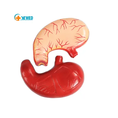 Human Organ Anatomy Model Digestive System Medical Science Teaching Gastric Specimen Stomach Anatomy Model