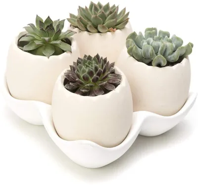 cup and saucer ceramic planter Egg Shell Design Decorative Medium Beige Ceramic Succulent Planter Pots with a Removable