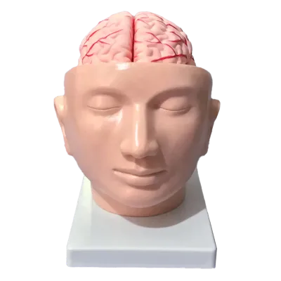 Head Model with Brain Intracranial Brain Structure Head with Cerebral Artery Brain Teaching Aid Head Anatomy