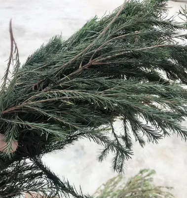 High Quality Dried Raw Melaleuca Alternifolia Twigs and Leaves