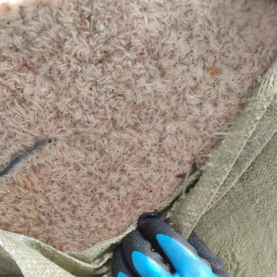 Frozen Dry Baby Shrimp