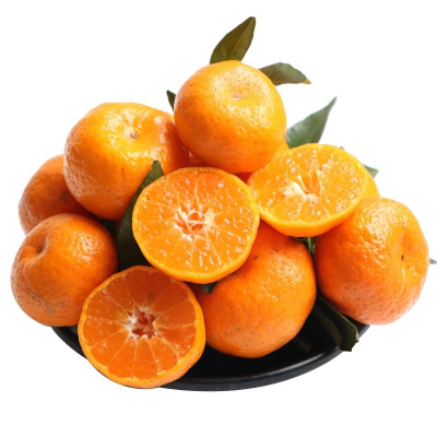 Fresh Style Citrus Fruit Product Sugar Baby Mandarin Big Juicy Mandarin Orange