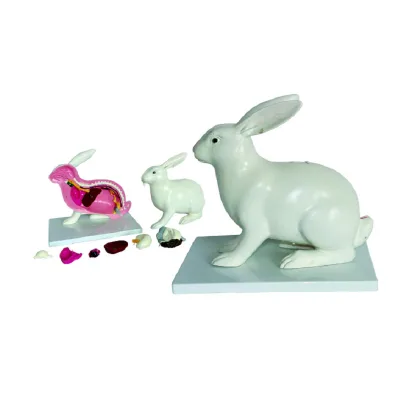 Medical Teaching Animal Rabbit Anatomical Model Rabbit Dissection Model