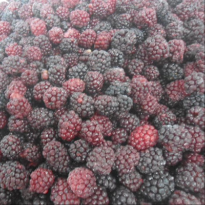 Frozen Blackberry Wholesaler Price