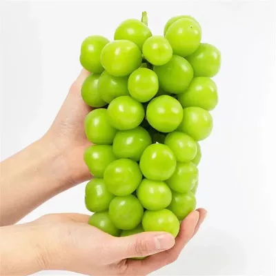 Factory Direct Premium Green Grape High Brix 18 Large Berry 12g Sunshine Rose Grape for International Market