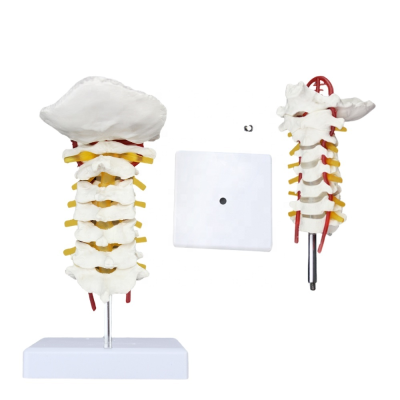 7 Segament Cervical Vertebrae Occipital-bone Model FRT042 Human Cervical Vertebral Column Model Neck Artery Anatomical Model