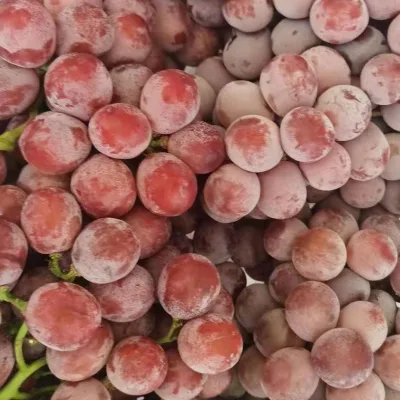 Chinese Grape Fresh Grape New Season Grape Price