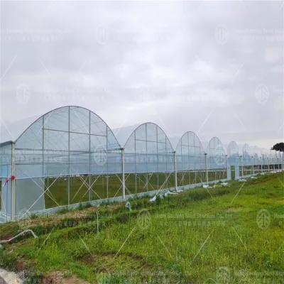 High Wind Resistance Agricultural Greenhouses Metal Low Cost Galvanized Steel PE Plastic Film Small Large Stable Double