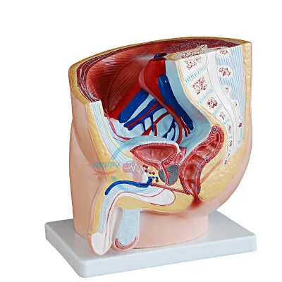 HC-S269 Hospital and School Use Urinary System Human Organ Model Medical Science Male Side Anatomical Pelvis Organ Model