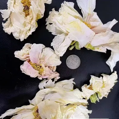 Dried White Peony Flowers