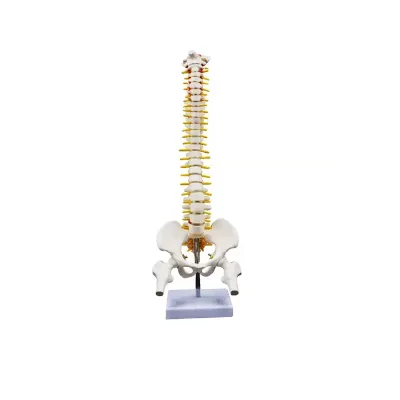 ADA-A1014 High Quality PVC Life-Size Vertebral Spine with Pelvis Model for Nurse Training in Medical Science