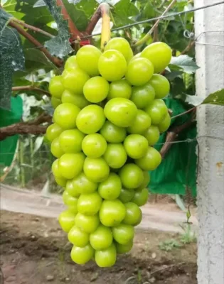 Pure Sweet Seedless 2.5kg Fresh Fruit Sunshine Rose and Grapes a Taste of Qingwang's Natural Delight