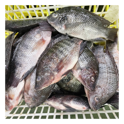 For US Farm Raised Fresh Water Tilapia Fish in China