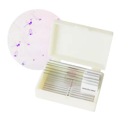 Laboratory Teaching Research on 6 Bacterial Morphological Structure Slide Specimen Sets for Cocci Bacilli and Spirochetes