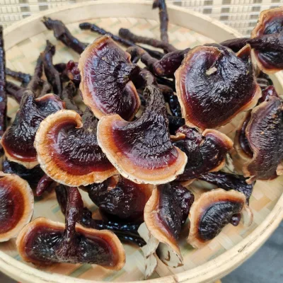 Genuine Yunnan Wild Entire Lingzhi Reishi Bamboo Ganoderma Lucidum Dried 250g Wholesale Functional Mushroom