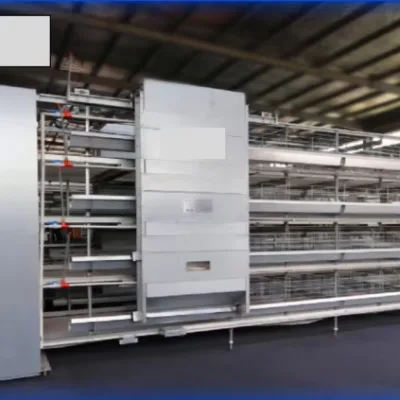 Modern Automatic Chick Cage System New Equipment for Efficient Chicken Rearing Farm Use Customized for Farm