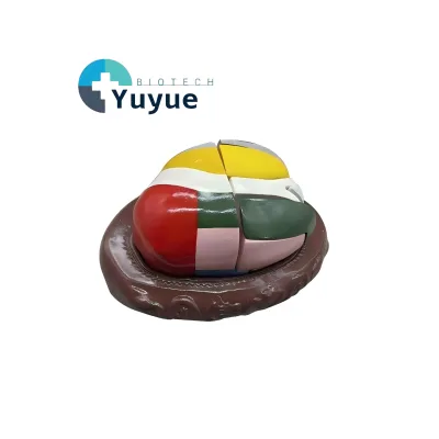 Magnified Human Thalamus Anatomical Model Color Coded Detachable Brain Structure Teaching Model for Biology Lab Education