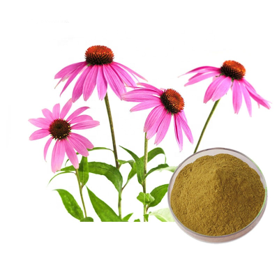 Herb Spirit Manufacturer Supply Eechinacea Extract Echinacea Powder Pure Powder Organic Echinacea Polyphenols 4%