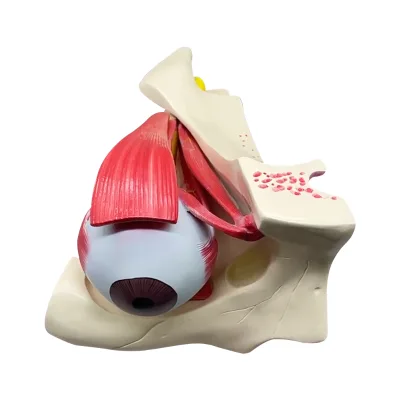 Eye Anatomy Model Two Part Medical College Biology Teaching Model ZM1139 40*28*23cm