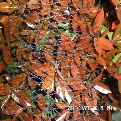 10M Width Anti Insect Net Anti Pest Net Anti Bird Netting