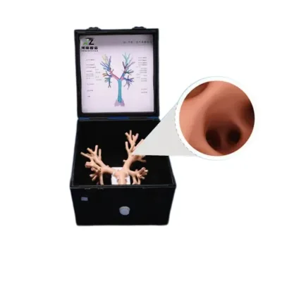Bronchoscope Training Model Main AirWay Bronchi Operation Respiratory Endoscope Intervention Training