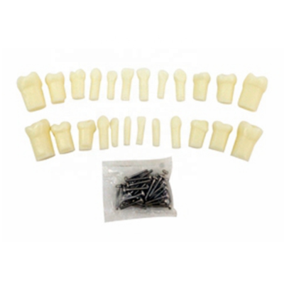 Primary Teeth With Straight Roots Removable Tooth Practice