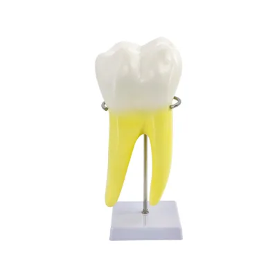 Human Teeth Grinding Anatomical Model Kindergarten Teaching Aid Medical Teaching Tooth Model with Base and Bracket