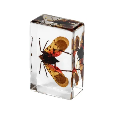 For Cross-border New Real Insect Specimen Transparent Resin Cricket Lycorma Delicatula Cicadella Viridis Science Display
