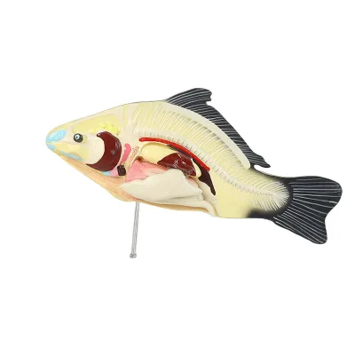 Fish Anatomical Model For Medical Teaching